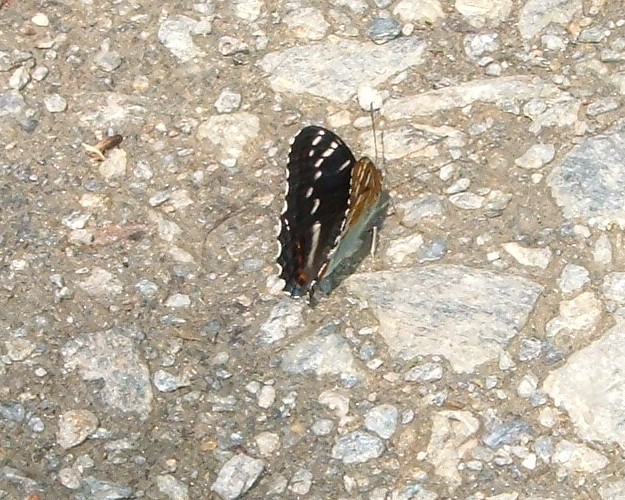 Spettacolo della natura: Limenitis populi